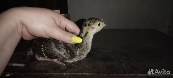 Индюшата подрощенные