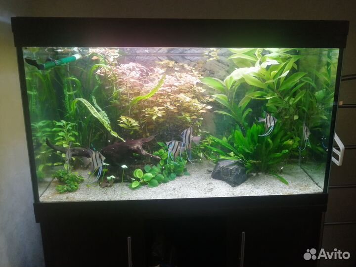 Аквариум 250 литров с тумбой
