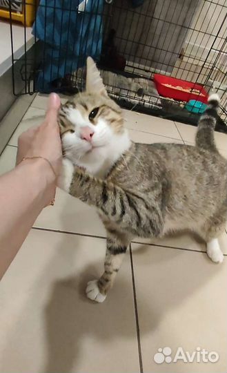 Котик в дар