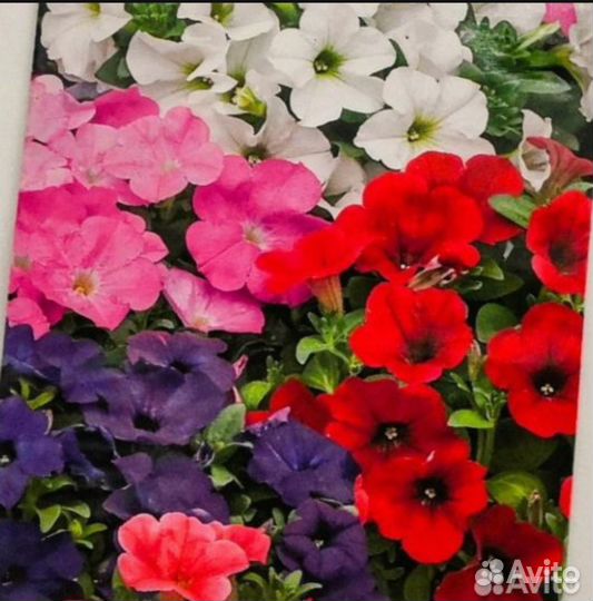 Рассада петуния мультицвет