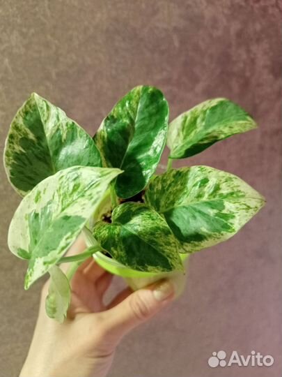 Сциндапсусы / эпипремнумы