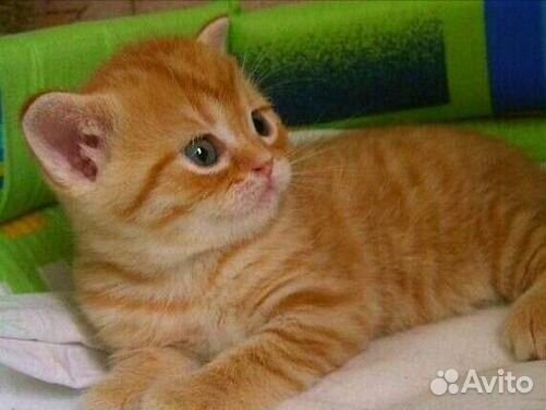 Британские котята рыжие