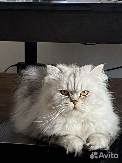 Персидский кот вязка