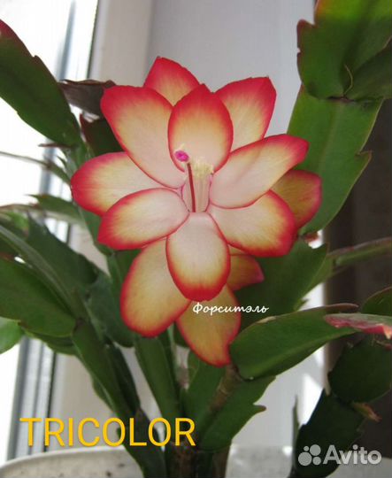 Декабрист шлюмбергера