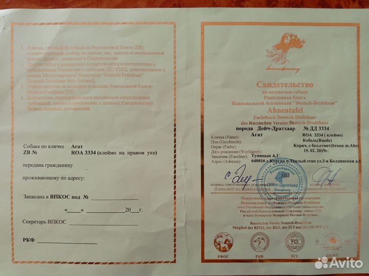 Щенки дратхаара