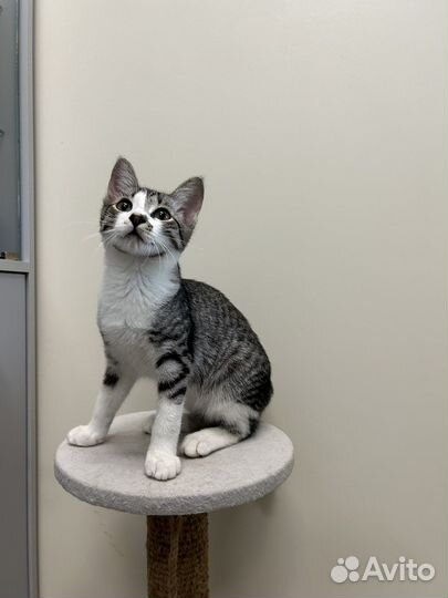 Котенок мальчик