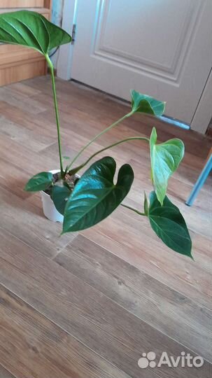 Антуриум Пич Лав