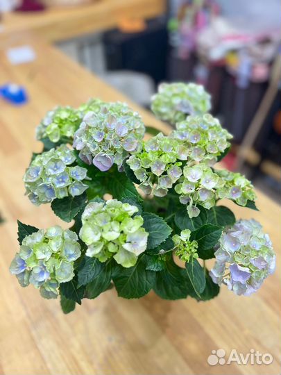 Комнатные растения:Гортензия