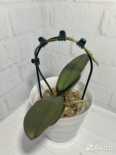 Опоры-дуги для растений