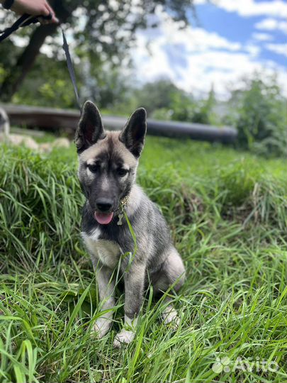 В добрые руки