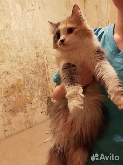 Кошки в добрые руки