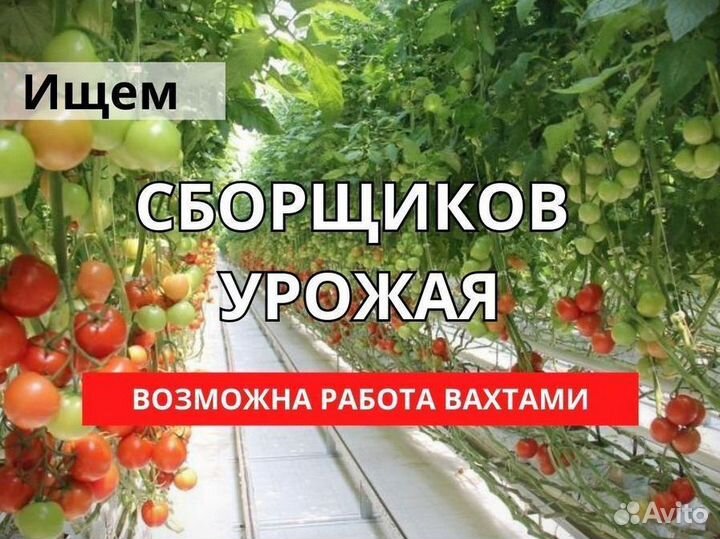 Сборщик урожая