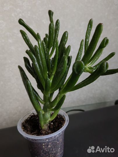 Красула хоббит