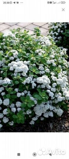 Спирея березолистная