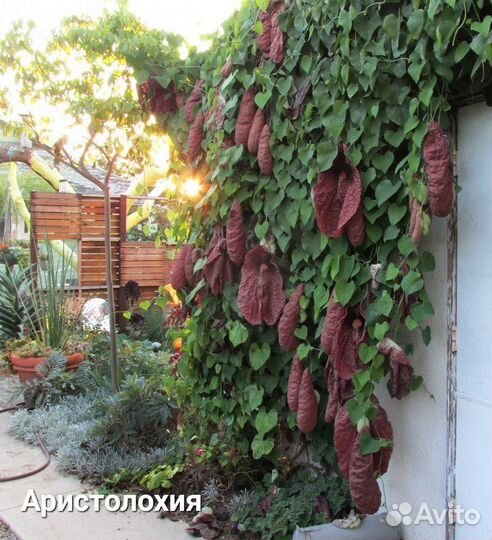 Цветущие кустарники