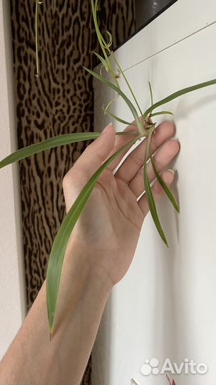 Хлорофитум ростки