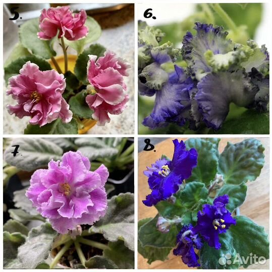 Сортовые фиалки