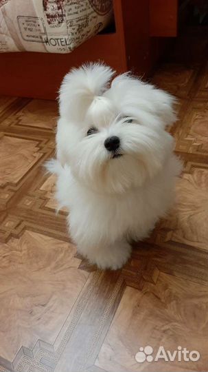 Мальтезе Вязка