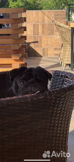 Мопс вязка мальчик