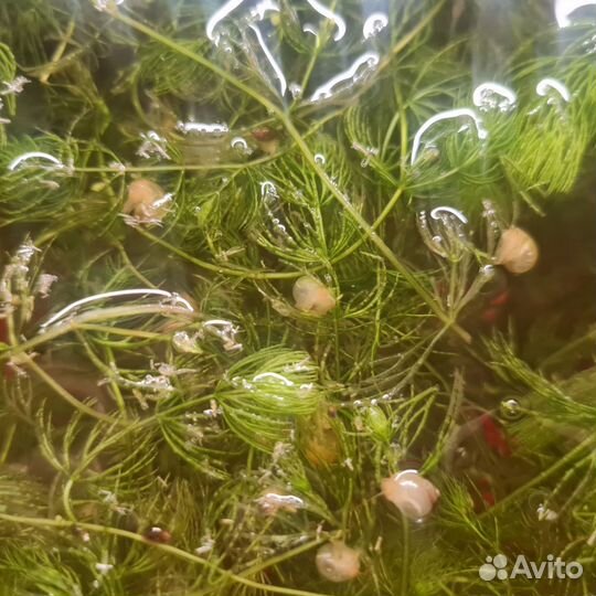 Улитки ампулярии