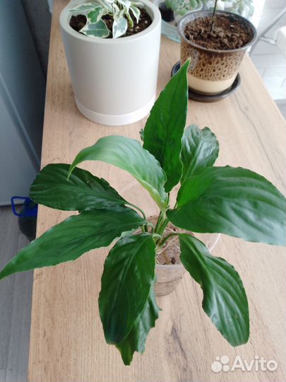 Спатифиллум