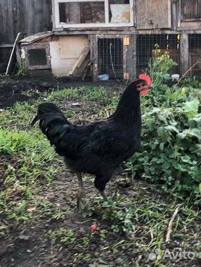 Петухи породы Лакеданзи, Синь-Синь-Дянь, Брама