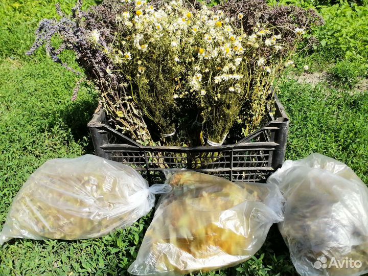 Лекарственные травы