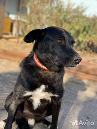 Пёс на охрану, кобель для охраны