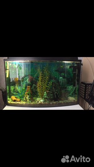 Аквариум 100 л с тумбочкой