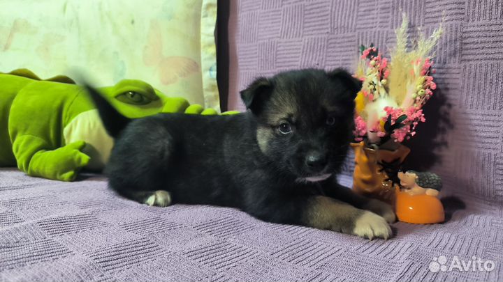 Продам щенка