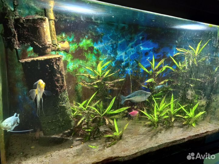 Аквариум