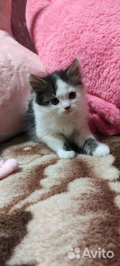 Котятки ищут семью