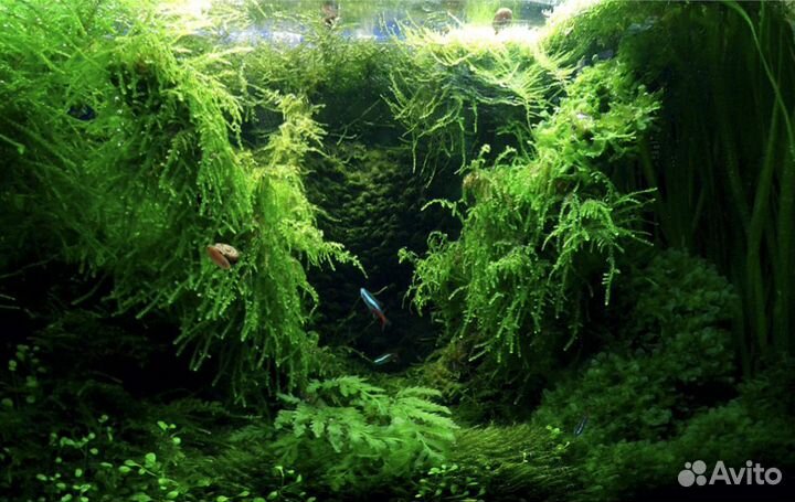Оформление и дизайн аквариума