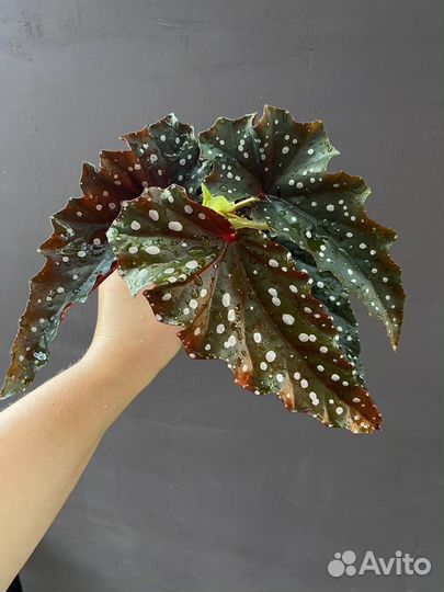 Бегония макулата