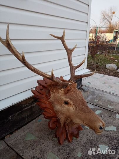 Продам чучело оленя