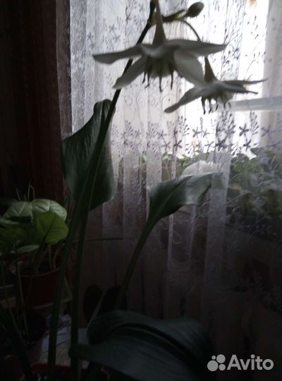 Цветы комнатные