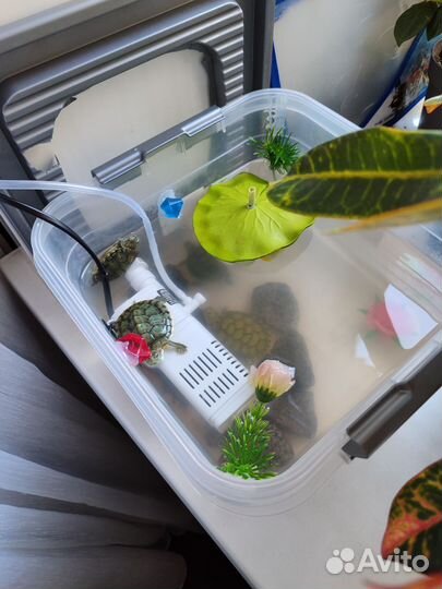 Черепаха с аквариумом