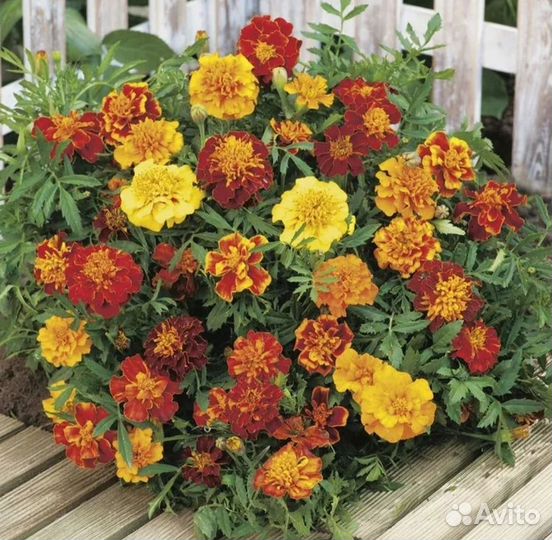 Бархатцы рассада