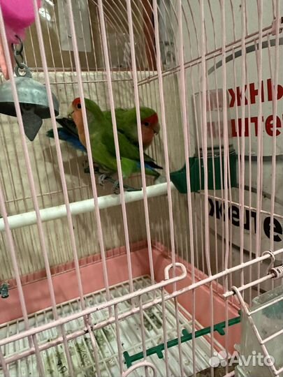 Попугаи неразлучники