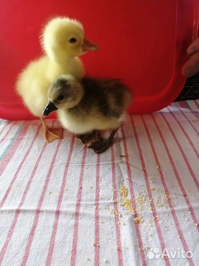 Гусята, утята