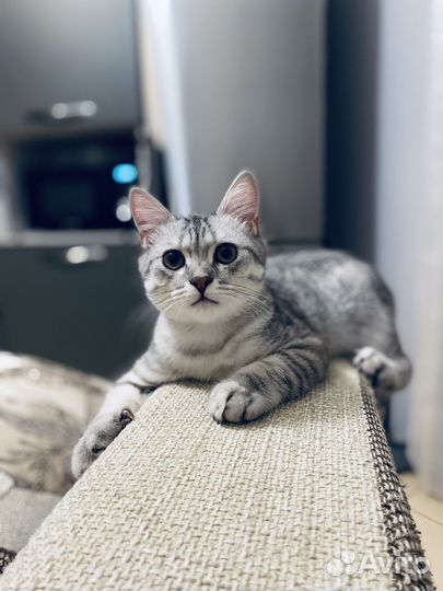 Котик для вязки