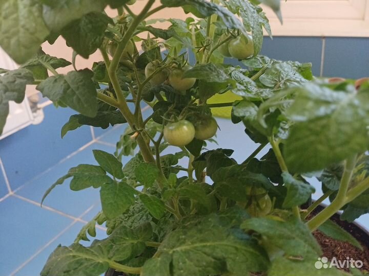 Карликовые помидоры