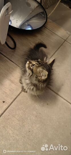 Котята девочки в добрые руки бесплатно