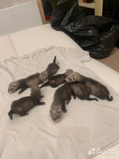 Хорек малыш