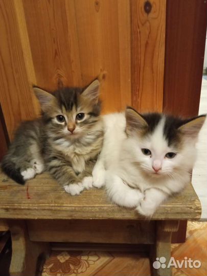 Отдам в заботливые руки, кушают, ходят в лоток