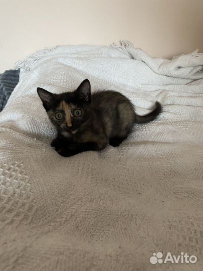 Отдам в добрые руки