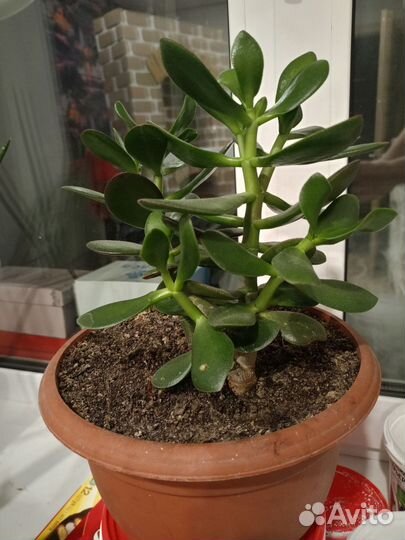 Цветок толстянка(денежное дерево)