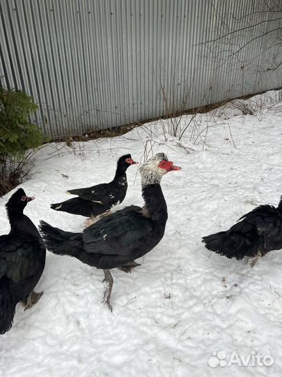 Семья уток, Гусей. Утята гусята цыплята