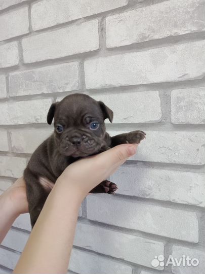 Шикарные щенки французского бульдога
