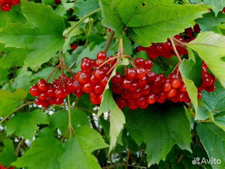 Саженцы калины садовой